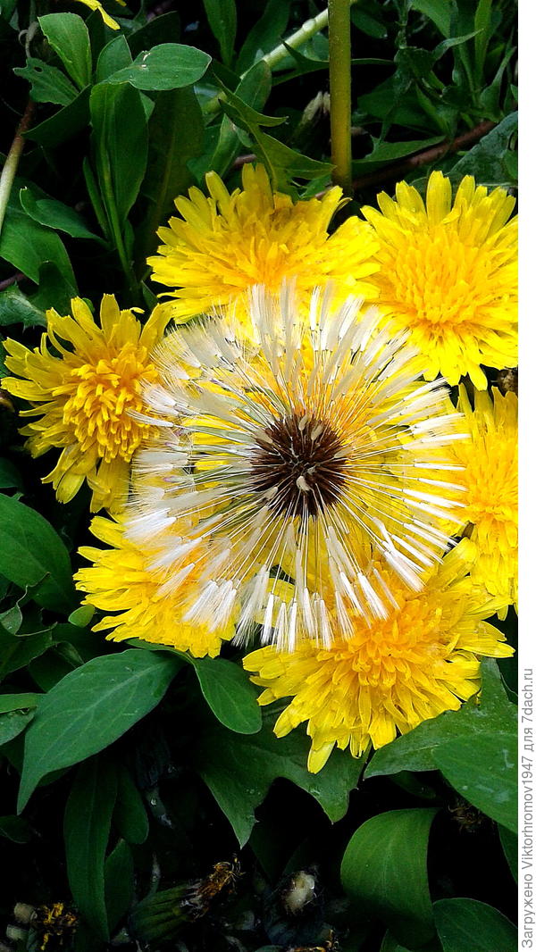 ...А нашему любимому Админу Tangeya вручим живую Маршальскую Семидачную Звезду! Желаю дальнейшего полного Успеха и Счастья!