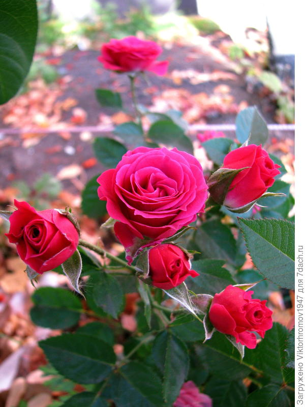 А, чтобы телега не была пустой, загрузим её Оренбургскими розами!