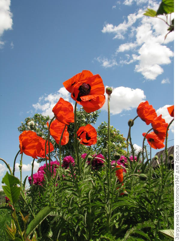 ...Вот они! Это Вам!