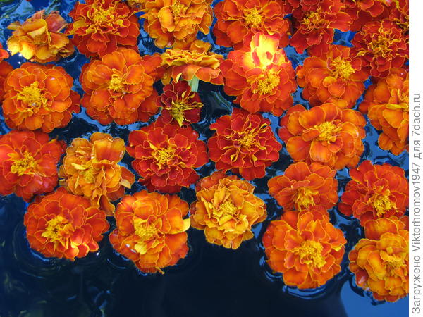 Цветы всегда будут! Бархатцы ещё и полезные!