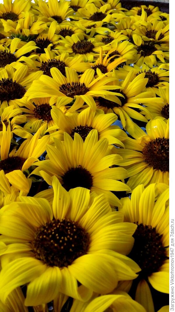 Они должны согреть всё вокруг и поднять Ваше настроение до ...Весеннего!