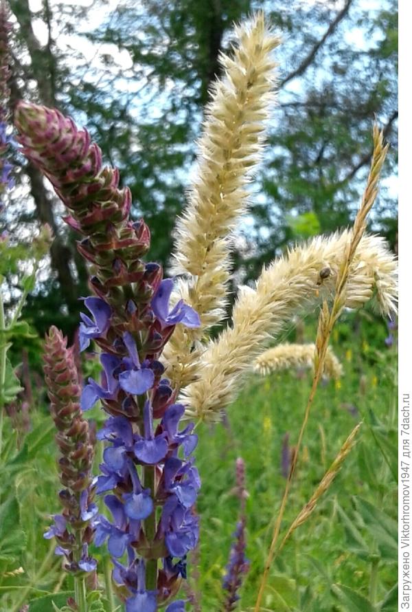 Пусть эти наши полевые цветочки согреют Ваше сердце! Улыбнитесь, ведь Весна пришла и маленькие неприятности утекут с весенними ручейками...