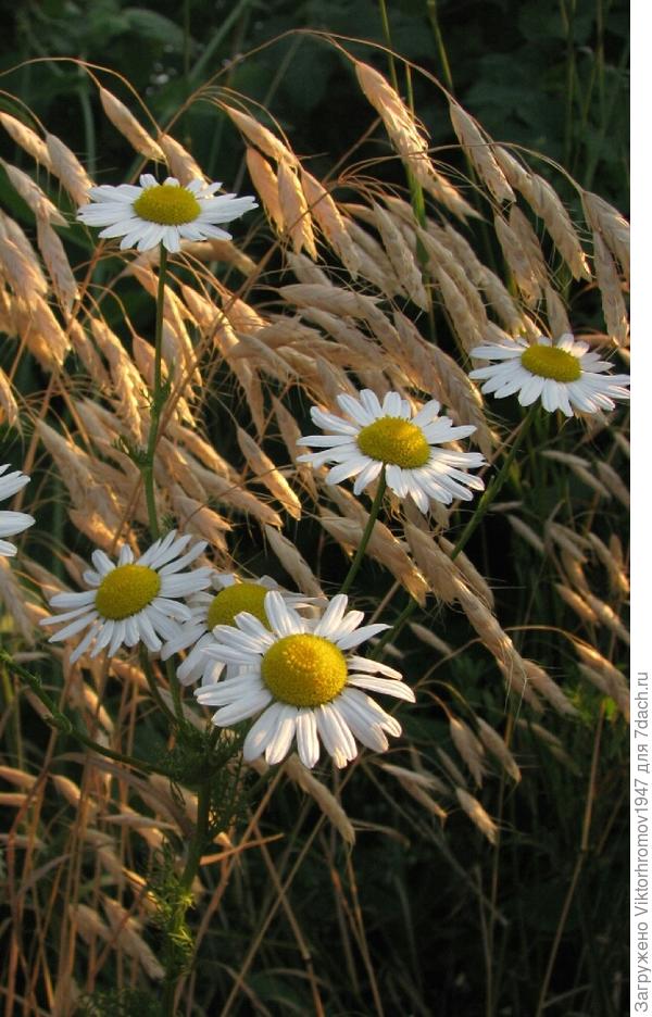 ...Вот и хочется, что бы эти полевые цветочки долетели до Тульских просторов! Они Ваши!