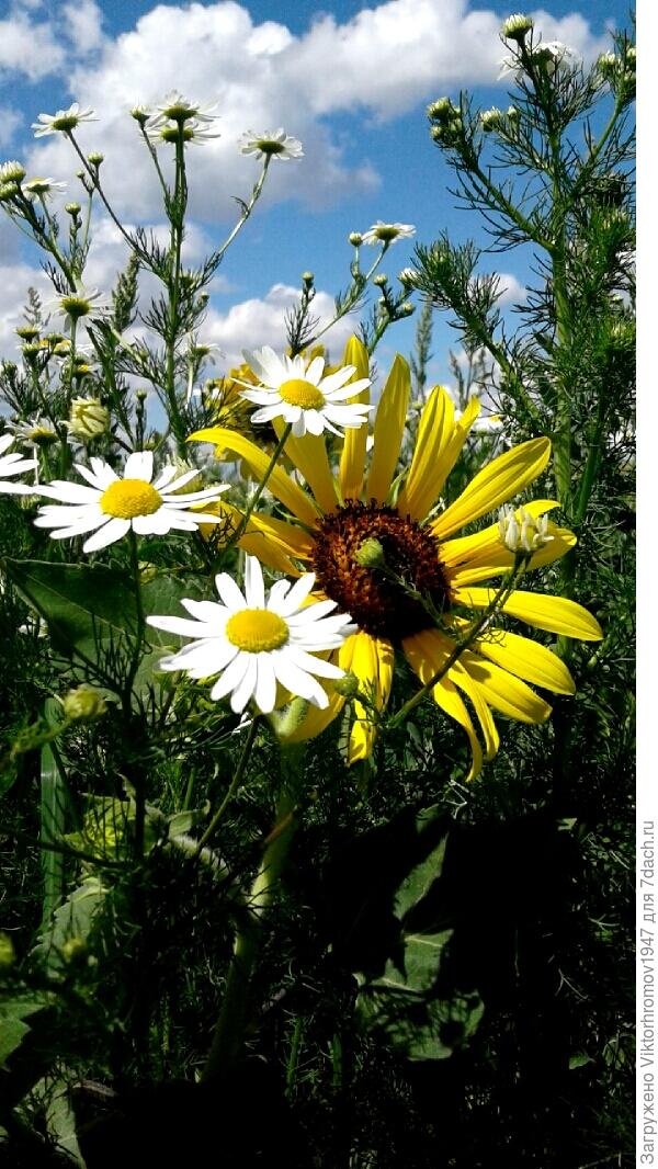 ...Ну а сегодня небольшой,но натуральный букетик!