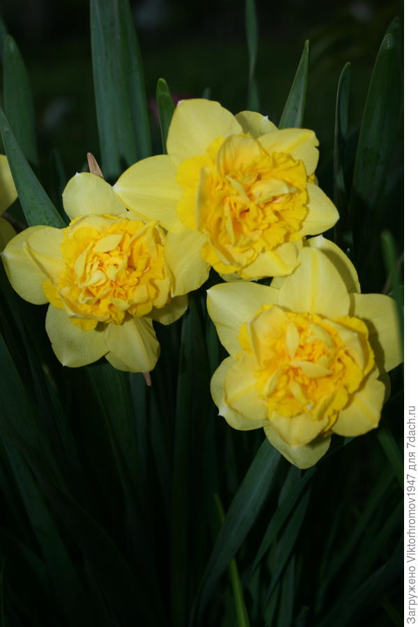 ИРИНА! Сегодня 8 МАРТА! Девочкам можно всё, а землячкам тем более!!!