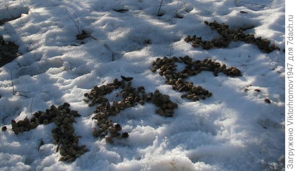...А из шишечек стройнее!