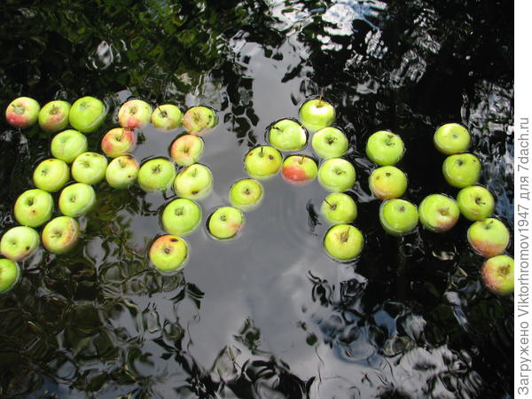 ...когда я подхожу к ёмкости где моются яблочки,,,,Картина такая.