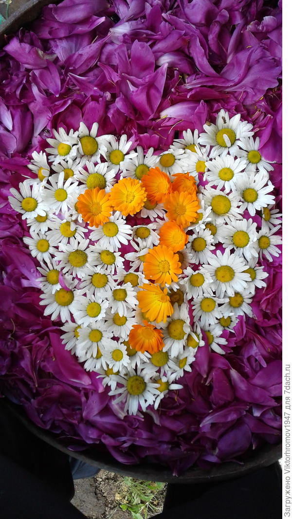 Самое полезное! Лепестки Календулы, Ромашки и Пиона!