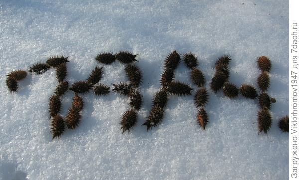 Я за  Семидачников крепко вцеплюсь! Никто не обидит!