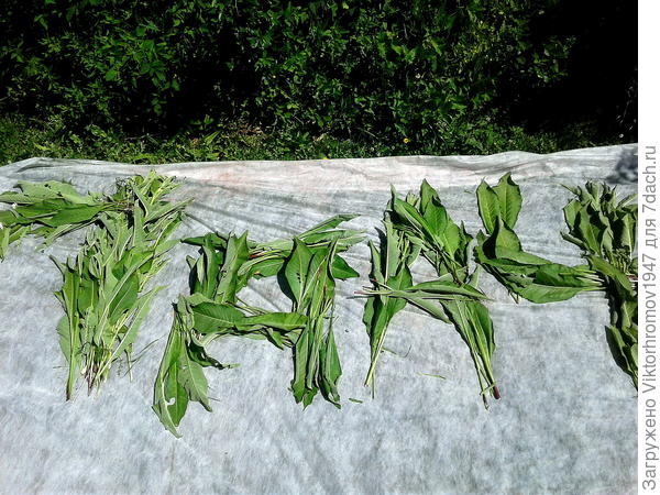 ...если выложено из только что собранных листиков Щавеля!