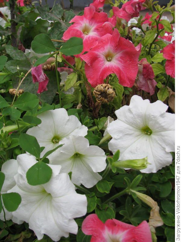 А Цветы Прекрасному человеку!