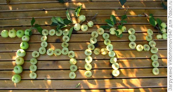 Так вкусно и красиво сохнут ранеточки!