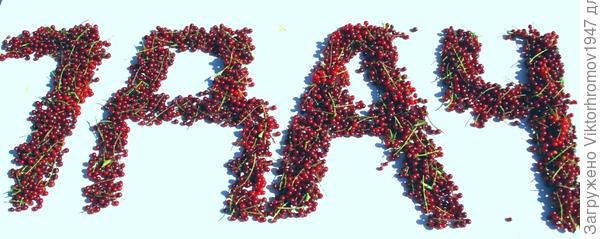 Вергинская красная черёмуха.