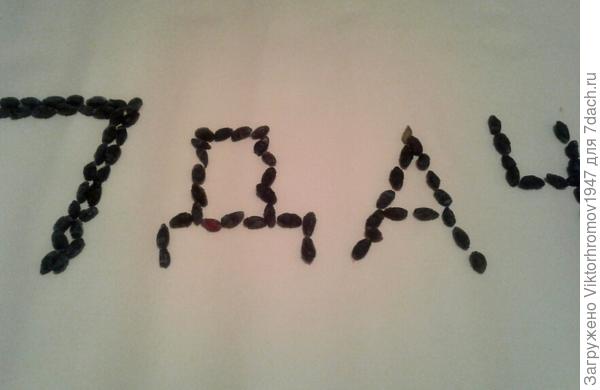 Сохранили последний пакетик Жимолости! Угощайтесь!