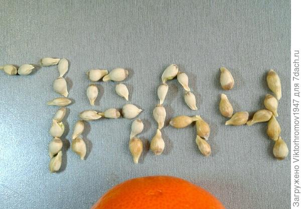 ...на Южном Урале апельсиновые Сады расцвели!