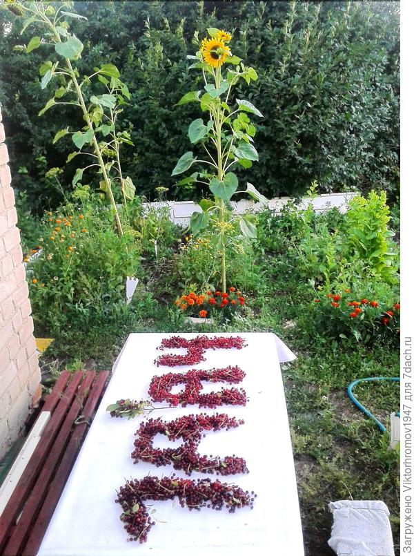 Соседи... только улыбаются. Завидуют!...Наверное...