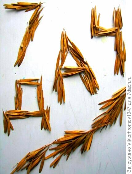 Ох и красиво...летают. Ясень.