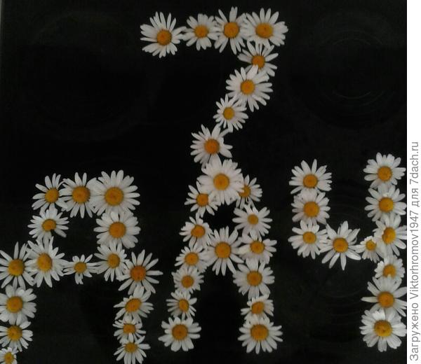 ДАЧНАЯ  РОМАШКА