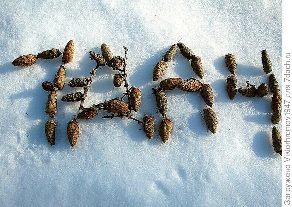 Весенние шишечки на снегу...