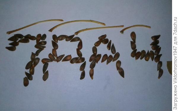 И на Южном Урале будут грушевые сады цвести!