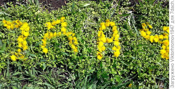 Весенние цветы.