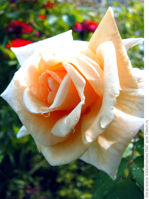 В такую Снежную, зимнюю стужу пробирались и пробивались на Любимые Дачи. Что бы чем то помочь, поговорить, погладить и сфотографировать на память свои любимые Деревца и Растюшки!  Ну!... Вы просто Наши героини! Поздравляю!  Пусть Всё  Цветёт вместе с Вами! Удачи!