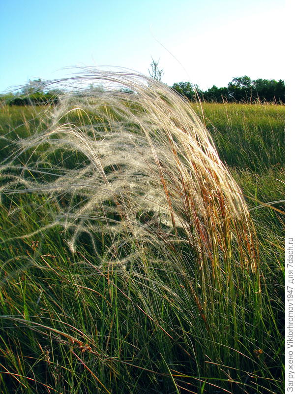 У нас Ковыль занесён в Красную книгу. Кое где в степи ещё можно его встретить. Спасибо за Ваш рассказ и за воспоминания которые вы напомнили! Удачи!