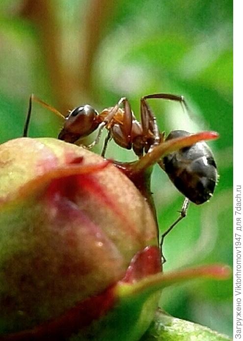 А пастухами и охранниками являются любители сладких выделений тли, Муравьи. На фото муравей питается сладким соком Пиона. Я считаю, что и Муравьёв нужно включить в Энциклопедию дачных вредителей!