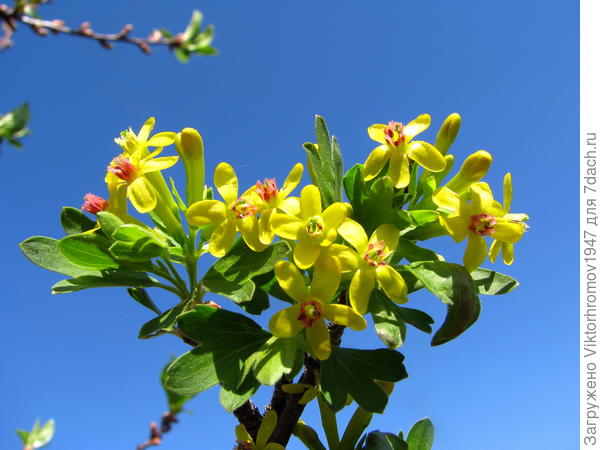 Будьте Счастливы! Цветение и праздник Весны Вам!!!