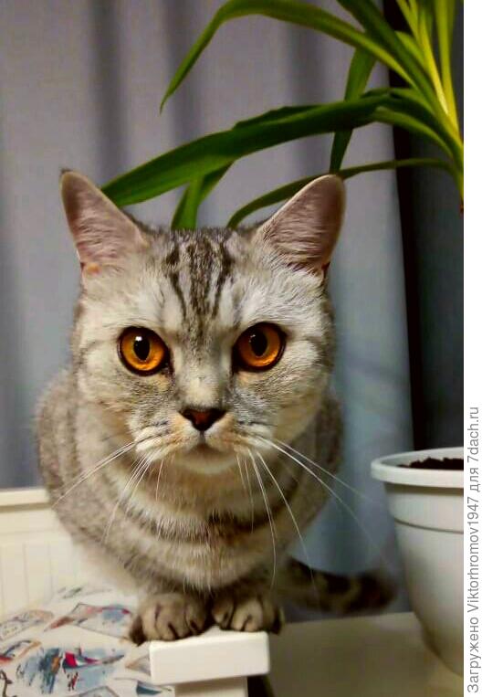 Детишки у Масяни почти все с такими глазами.