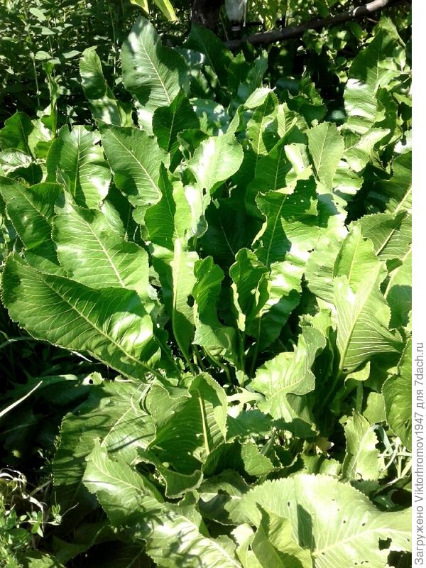 Садовый хрен.