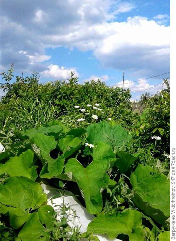 Обычный большой Лопух