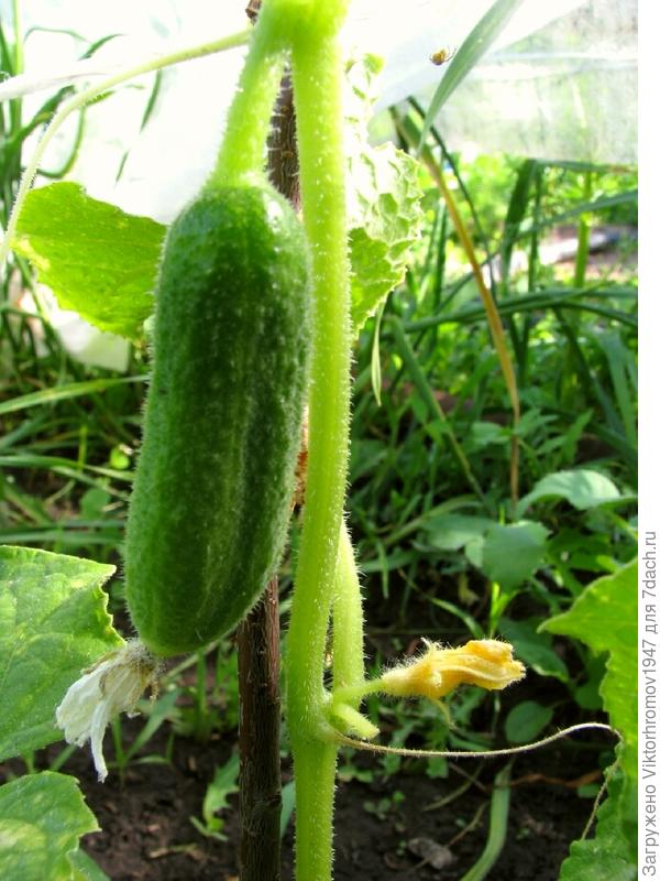 Хорошо растут и плодоносят  от семян Женских огурчиков