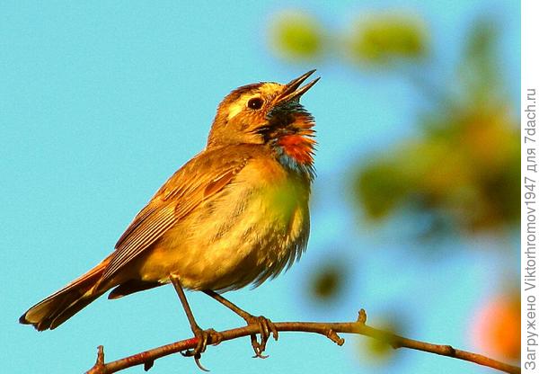 Девчата - Красавицы! София и Светлана! Хочу поздравить Вас песней самой красивой и певчей птички в наших Оренбурских краях. Слышите...это для Вас поёт Варакушка!!!