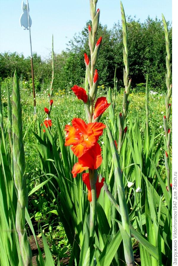 От Всей Души, с большим удовольствием Поздравляем нашу Любимую Татьяну, Тангею - Администратора с Днём Рождения!!! К Вашему дню рождения, у нас расцвёл первый красочный Гладиолус - Это для Вас! Желаем Благополучия!!!