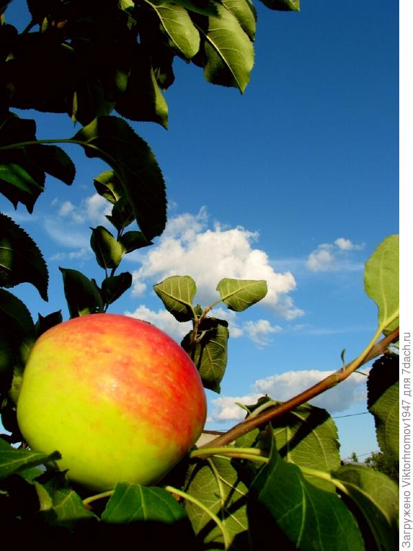 Это снимок созревающего яблока. Сорт поздний но к Яблочному Спасу будем пробовать! Вам и всем Семидачникам всего Наилудшего!