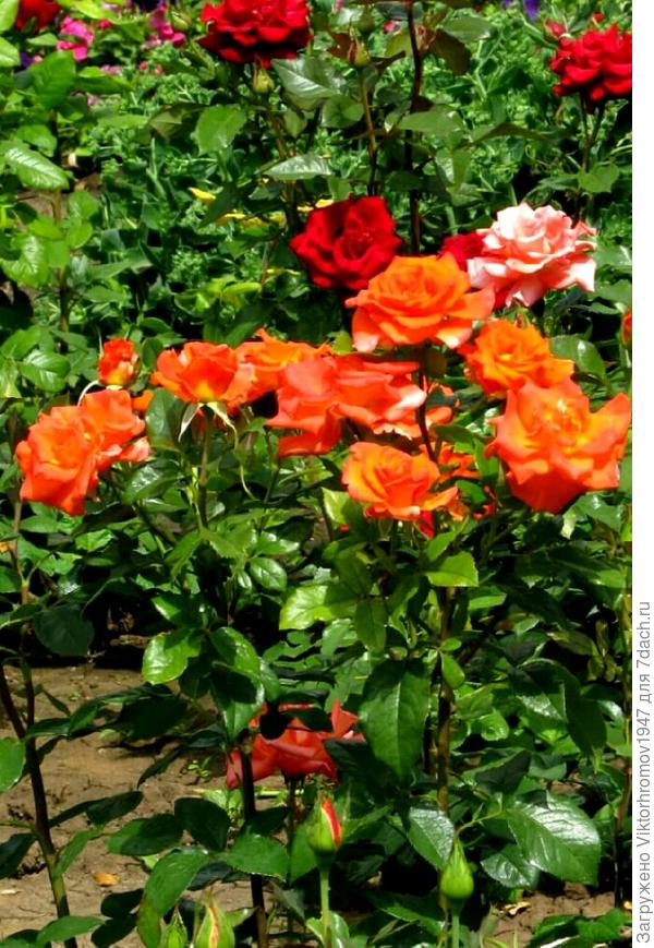 При прекрасном имени Ганна - возникает образ нежной, красивой и доброй женщины! Ганна примите наилучшие пожелания! Добра Вам и благополучия Всей семье!!!