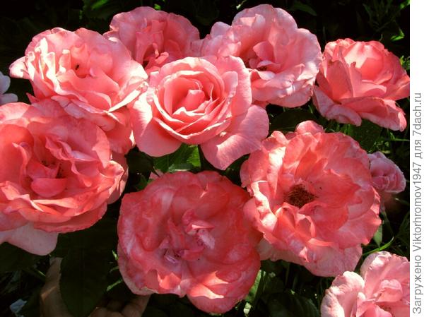 Марина! Вы Добрый и Душевный человек! Оставайтесь такой всю Жизнь и Будьте Счастливы!!! Здоровья и Удачи Всей Вашей семье!!!