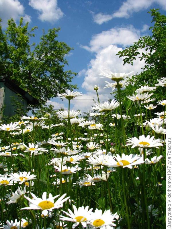 СЧАСТЬЯ, ЗДОРОВЬЯ И БЛАГОПОЛУЧИЯ!!!