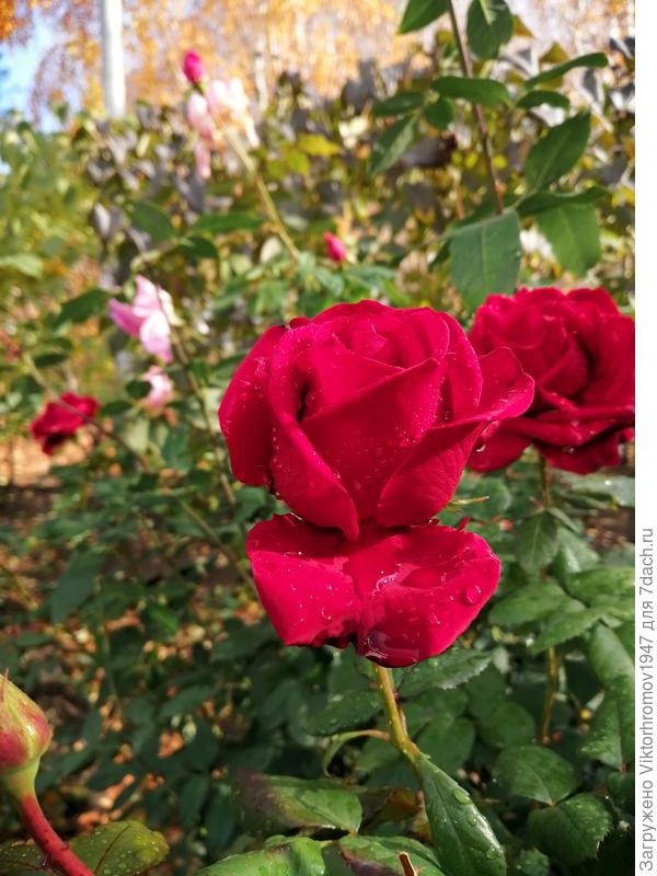 Будьте Счастливы и Удачливы!