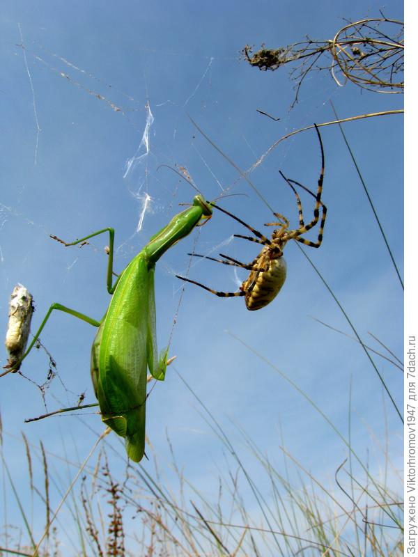У меня с собой в телефоне оказалось одно фото не лучшего качества, но до компьютера доберусь не скоро, строго не судите. Вам удачи!