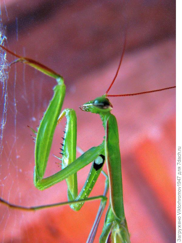 Глазастенький Красавчик.