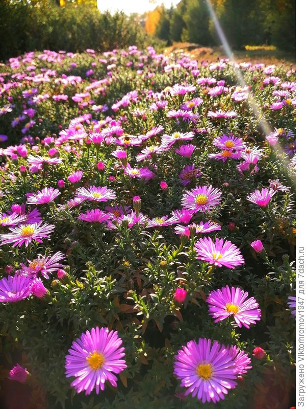 С Днём Рождения!!!