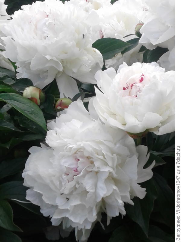 Желаем Семидачного энтузиазма, здоровья и удачи!!!