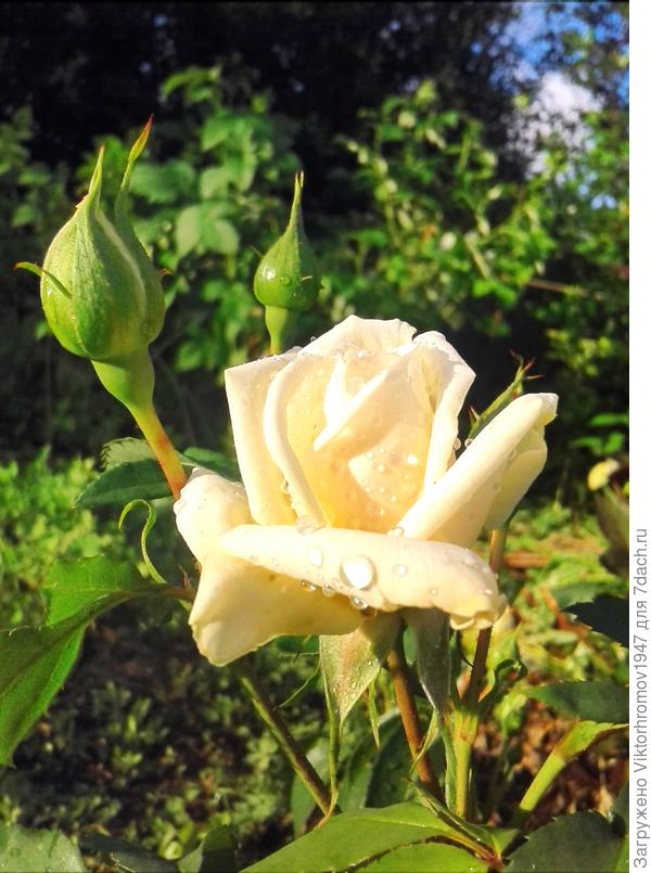 Весеннего настроения!