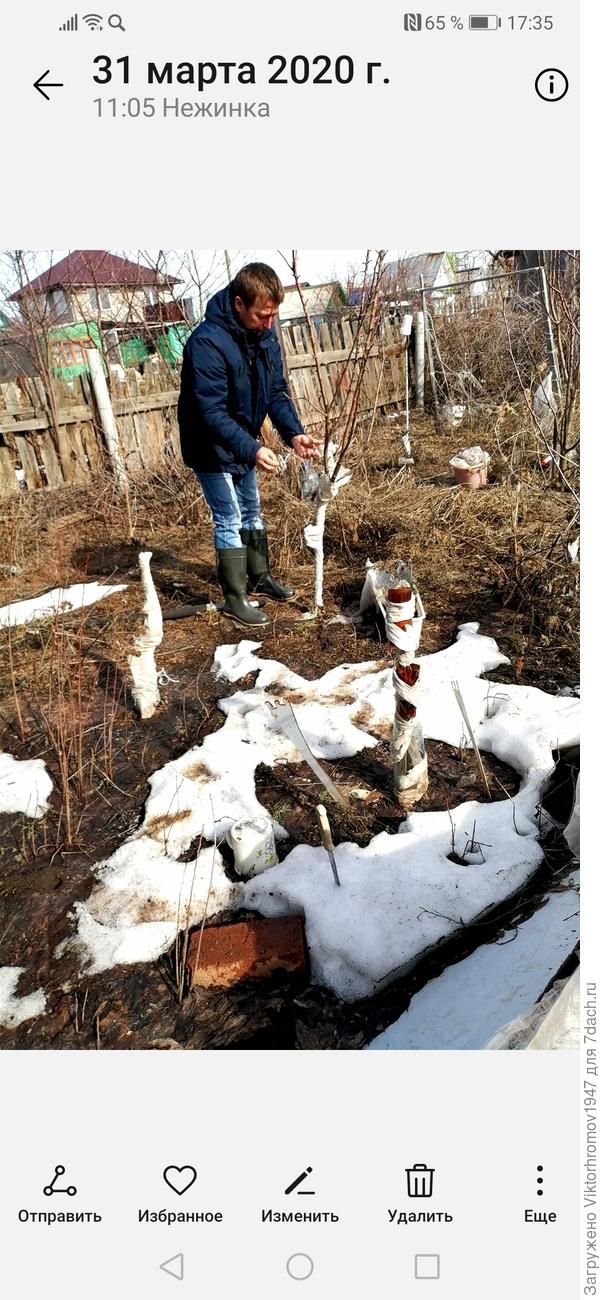 Сняли укрытия от грызунов, убрали укрытия с Роз, Пионов, Виногада и ежевики. Навели порядок. Пока сыро, кое где ещё лежит снег.