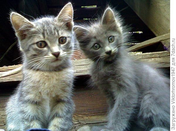 Мы не Двойняшки, а Близняшки!