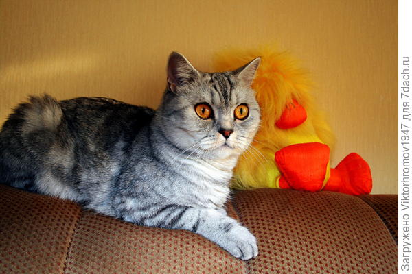 Две подружки...