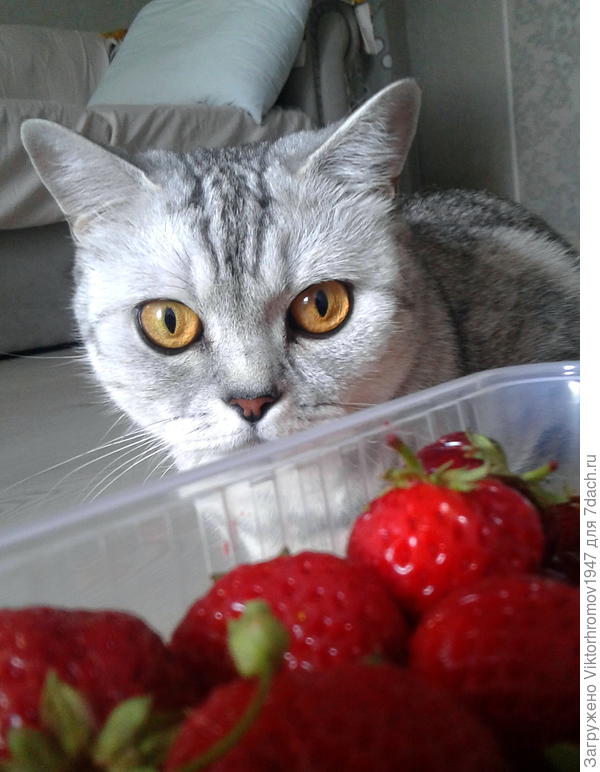 Опять Тиме...