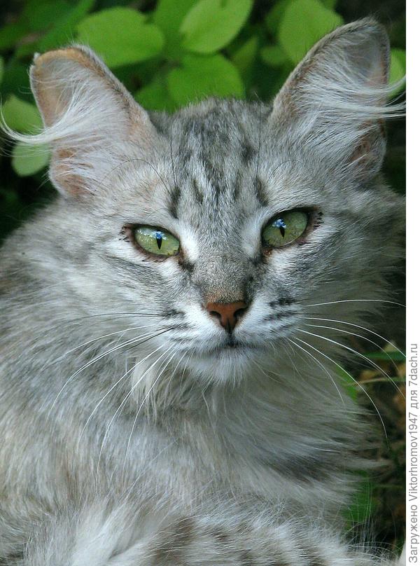 Седой Донжуан...